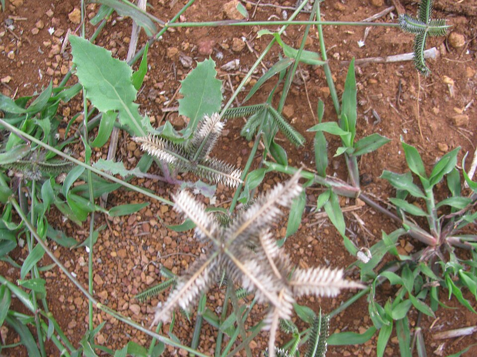 Dactyloctenium aegyptium — fruit photograph