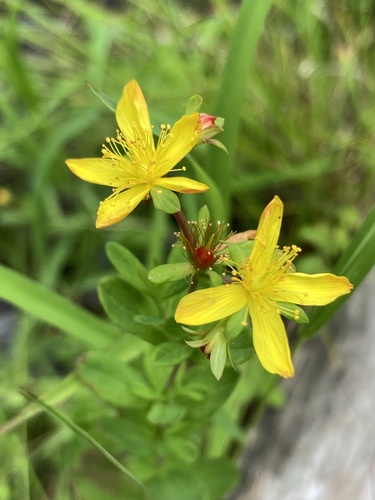 Hypericum ellipticum — flower photograph