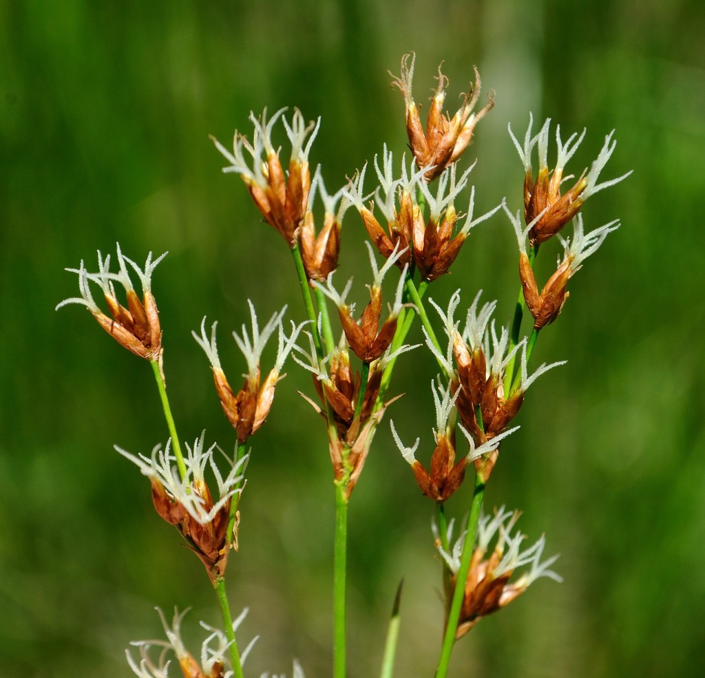 Cladium mariscoides — bloom photograph