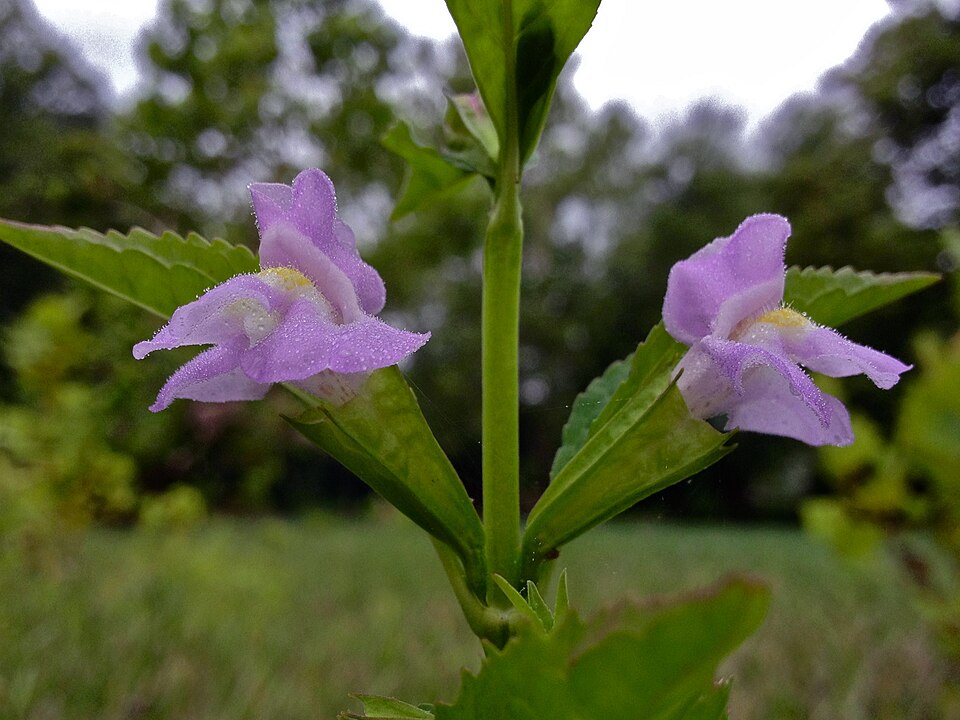 Mimulus alatus — bloom photograph