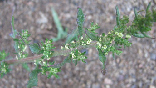 Dysphania ambrosioides — foliage photograph