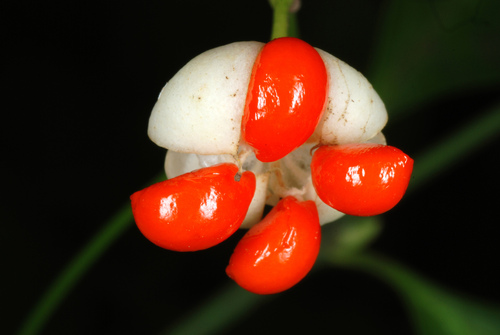 Euonymus fortunei — fruit photograph