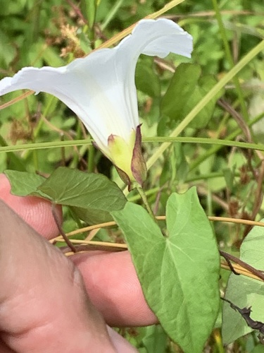 Calystegia sepium — flower photograph