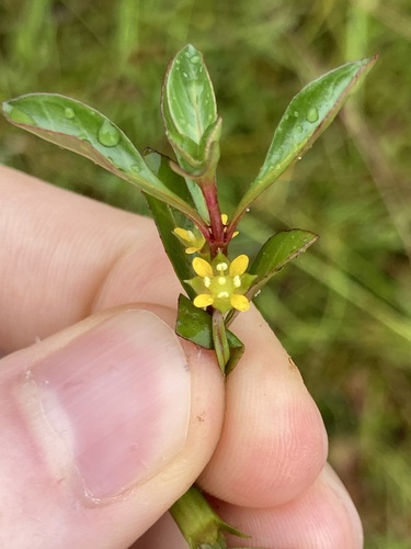 Ludwigia repens — flower photograph