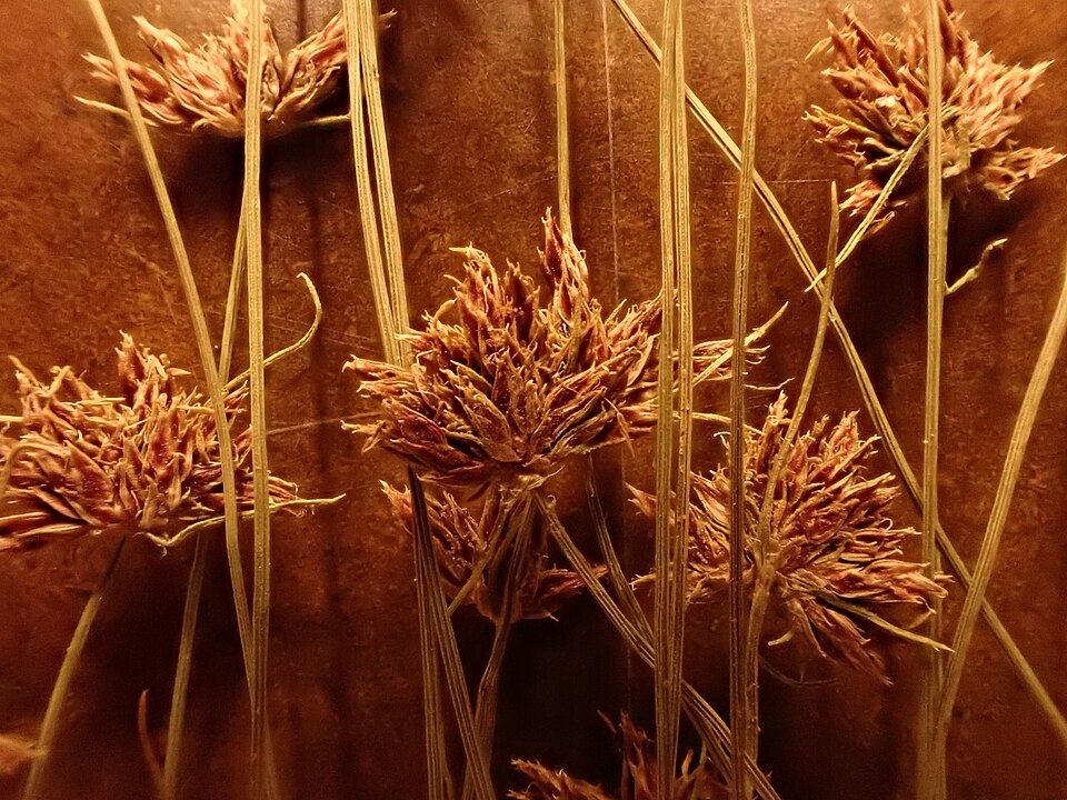 Bulbostylis capillaris — fruit photograph