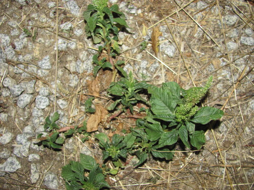 Amaranthus hybridus photograph