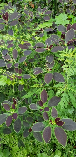 Euphorbia heterophylla — foliage photograph