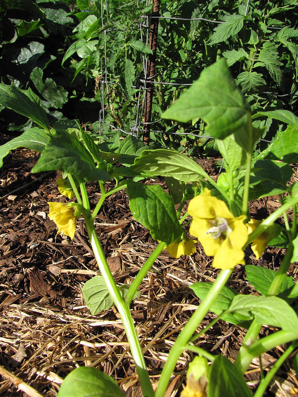 Physalis philadelphica — flower photograph