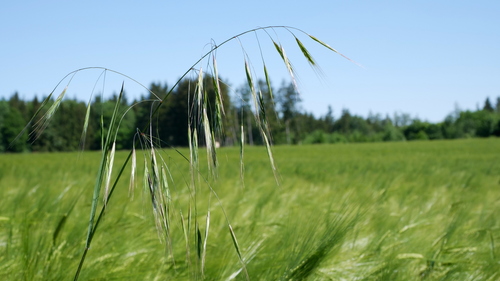 Bromus sterilis — fruit photograph
