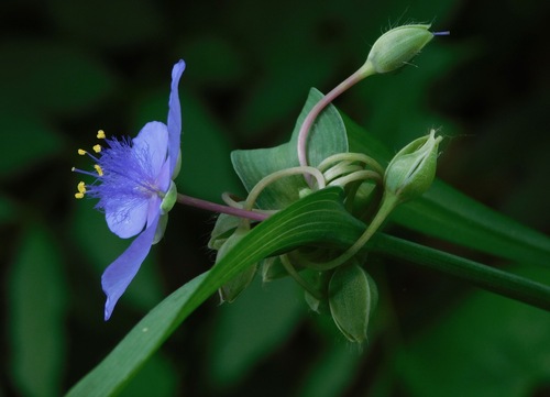 Tradescantia ohiensis photograph
