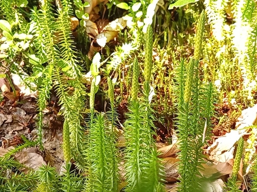 Spinulum annotinum — whole plant photograph