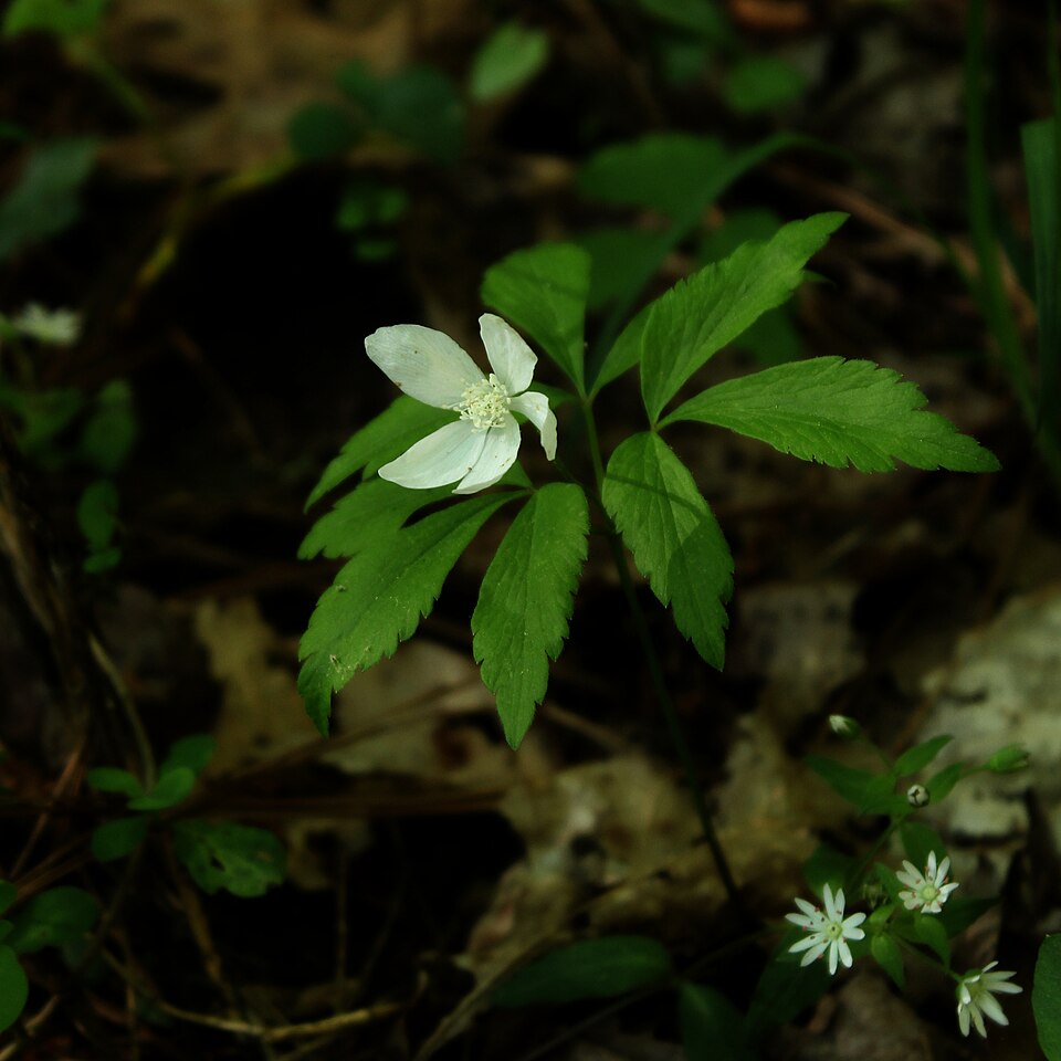 Anemone lancifolia — bloom photograph