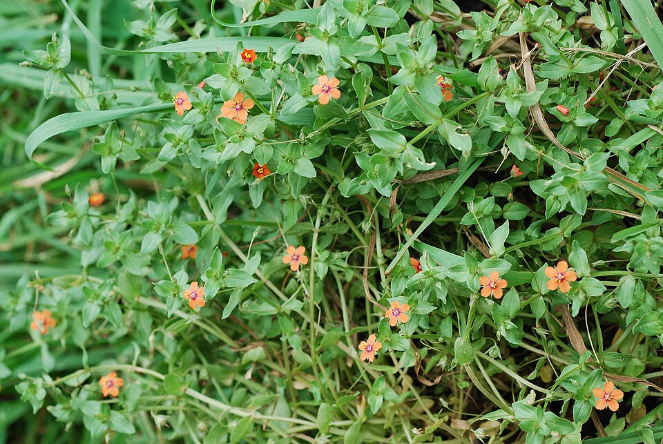 Anagallis arvensis — whole photograph