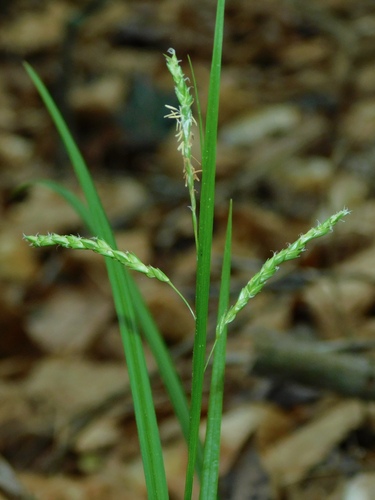 Carex oxylepis photograph