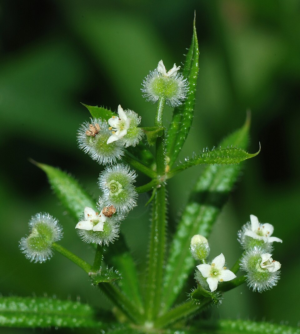 Galium aparine — bloom photograph