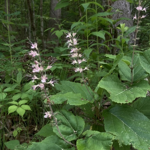 Collinsonia verticillata — bloom photograph