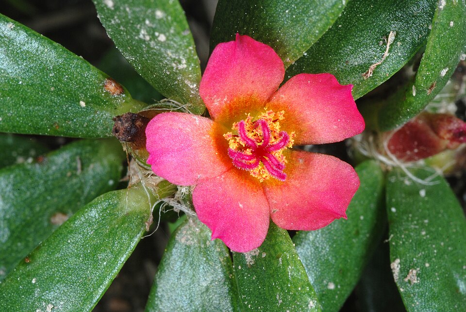Portulaca amilis — flower photograph