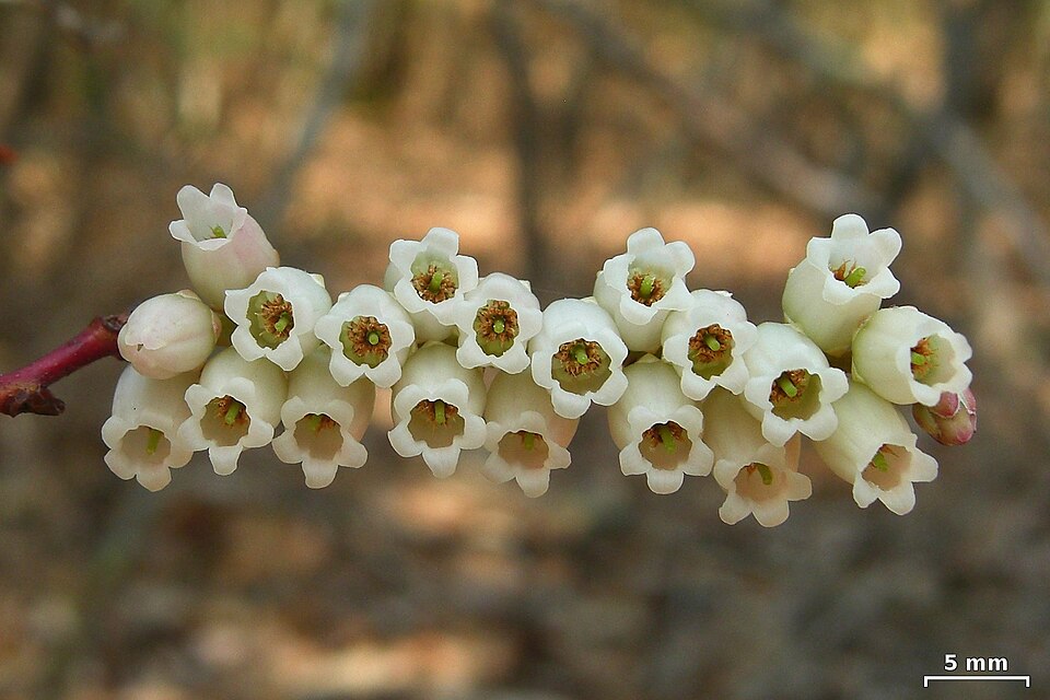 Eubotrys recurvus — bloom detail photograph