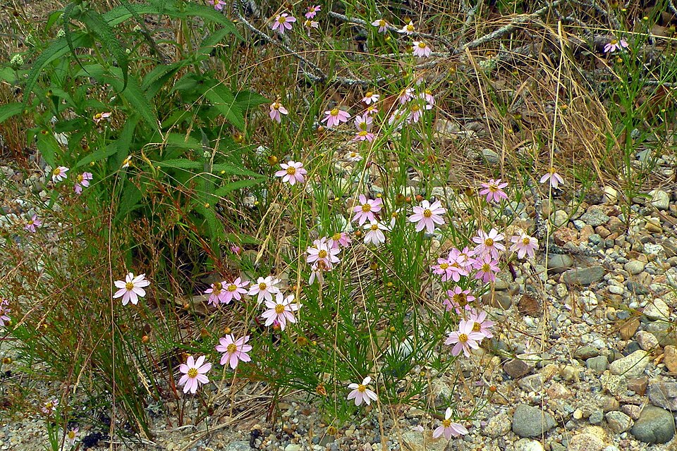 Coreopsis rosea — whole photograph