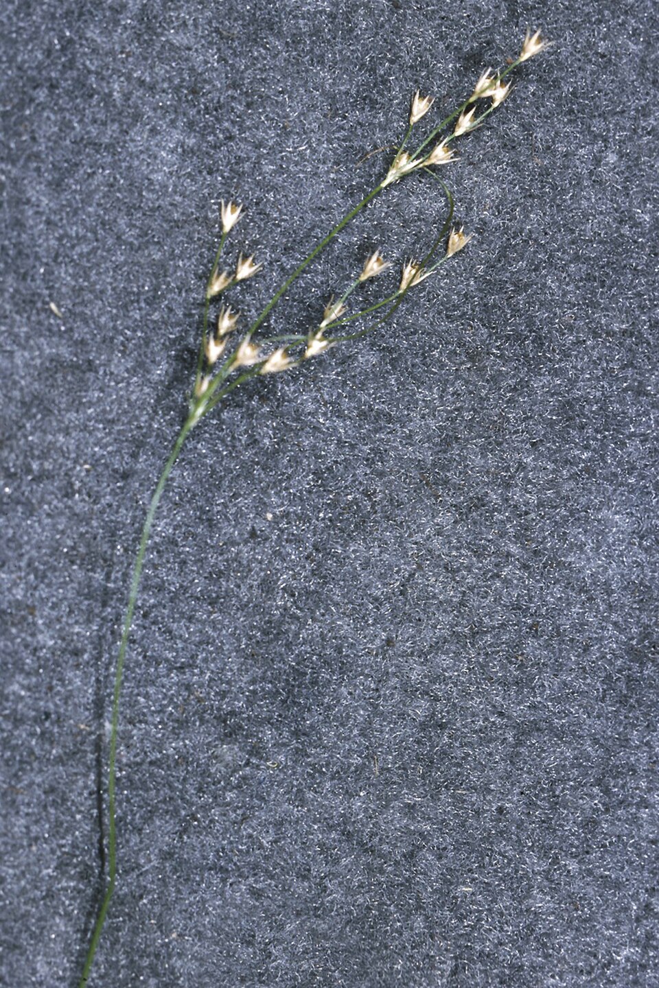 Juncus dichotomus — fruit photograph