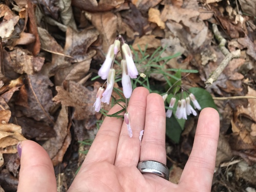 Cardamine dissecta — flower photograph
