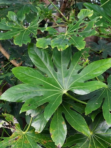 Fatsia japonica — foliage photograph