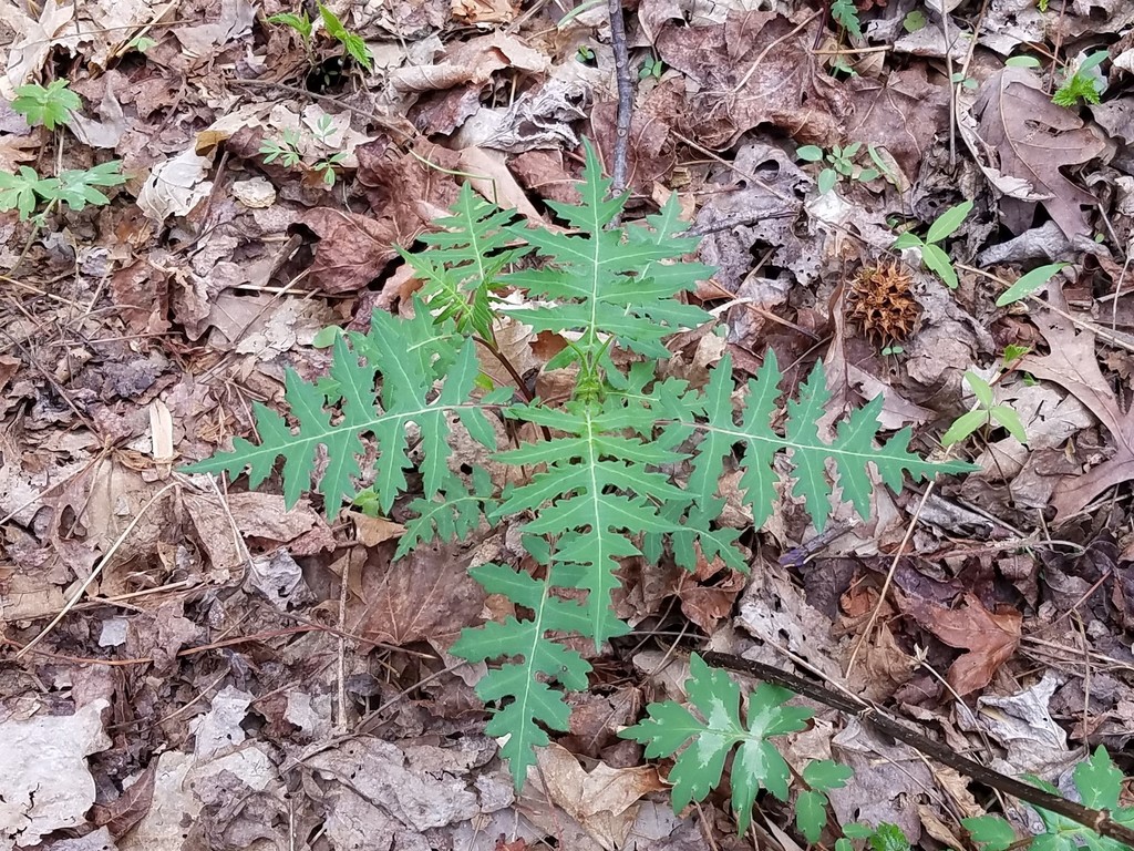 Polymnia laevigata — leaf photograph