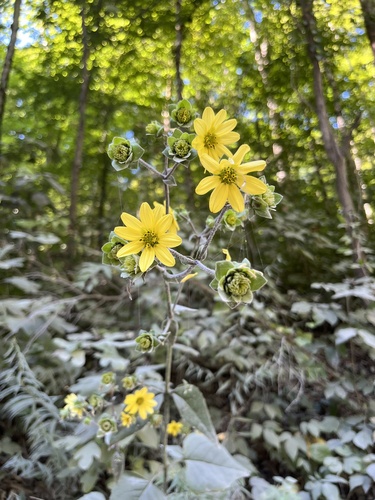 Silphium wasiotense — flower photograph