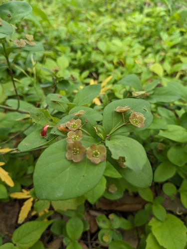 Euonymus obovatus — fruit photograph
