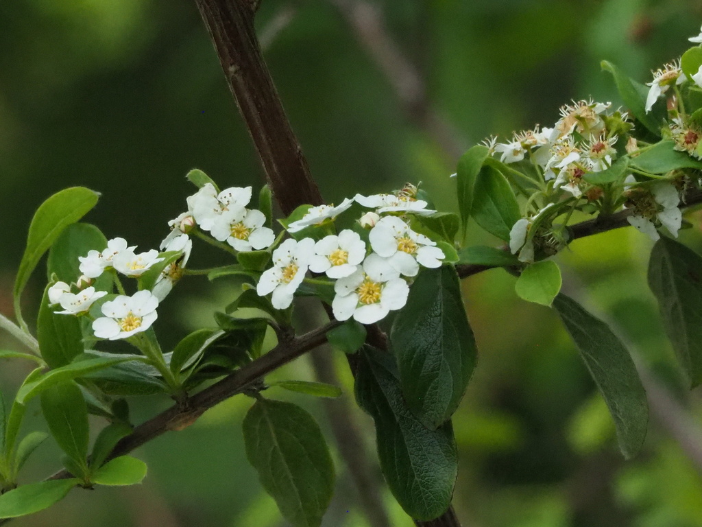 Spiraea prunifolia — bloom photograph