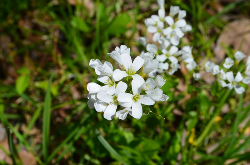 Cardamine bulbosa — flower photograph