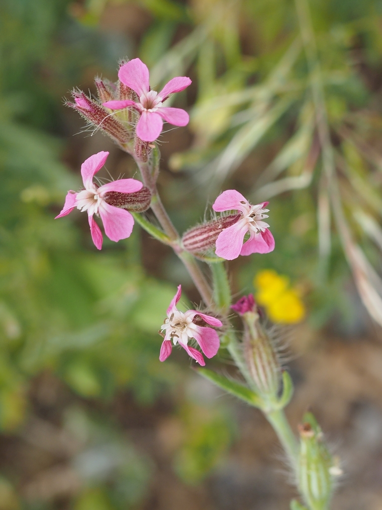 Silene gallica — bloom photograph