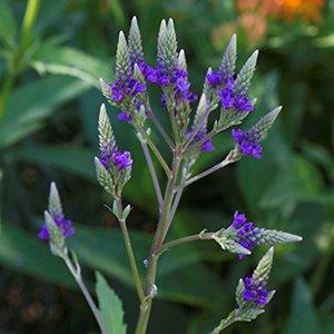 Verbena hastata — bloom photograph