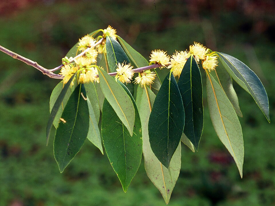 Symplocos tinctoria — bloom photograph