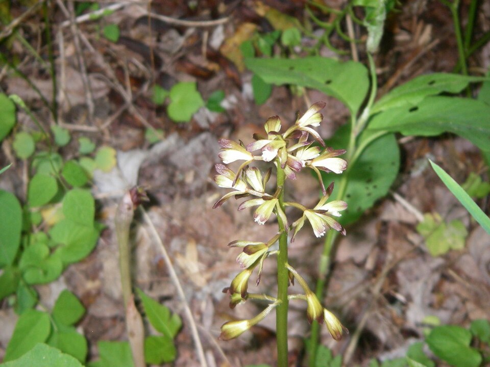 Aplectrum hyemale — bloom photograph