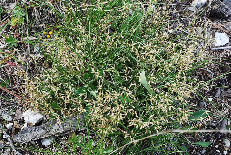 Cerastium velutinum — whole photograph