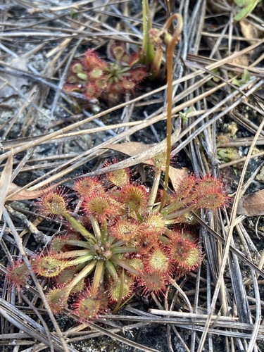 Drosera capillaris — whole plant photograph