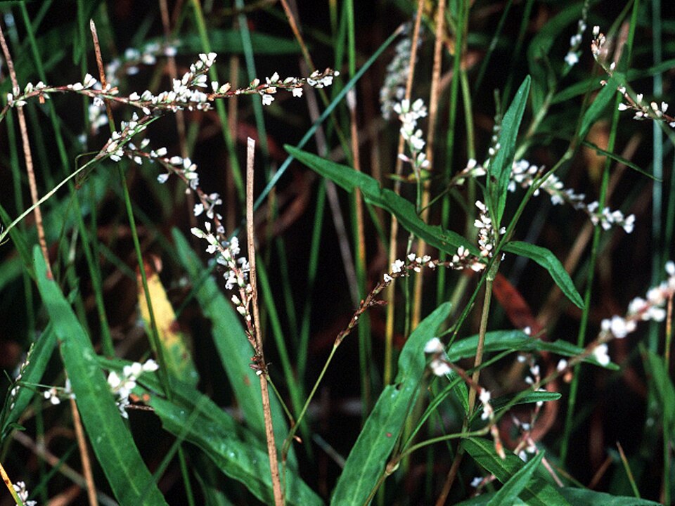 Persicaria setacea — bloom photograph