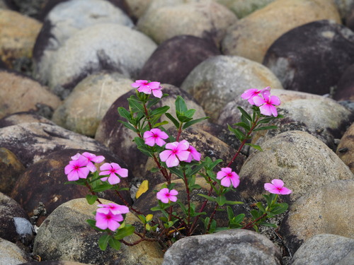 Catharanthus roseus — flower photograph