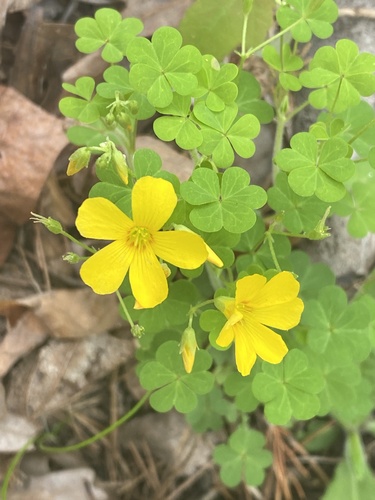 Oxalis colorea — flower photograph