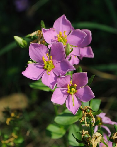 Sabatia angularis — flower photograph