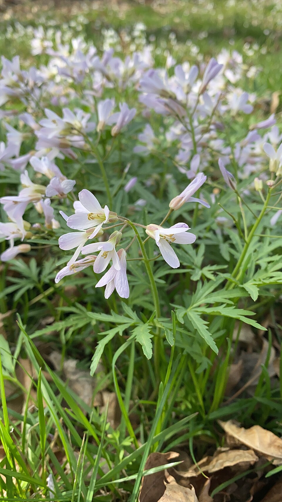 Cardamine concatenata — bloom photograph