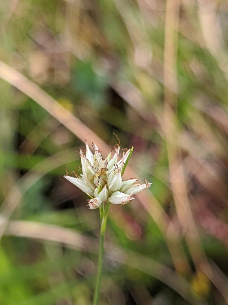 Rhynchospora alba — bloom photograph