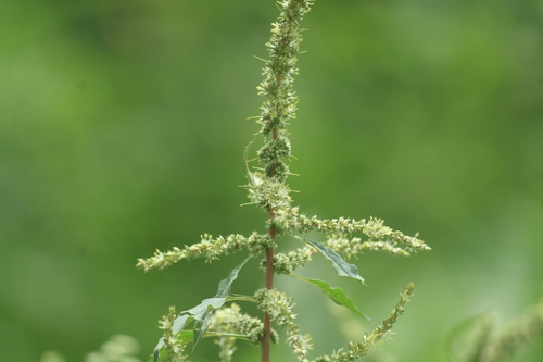 Amaranthus spinosus — flower photograph