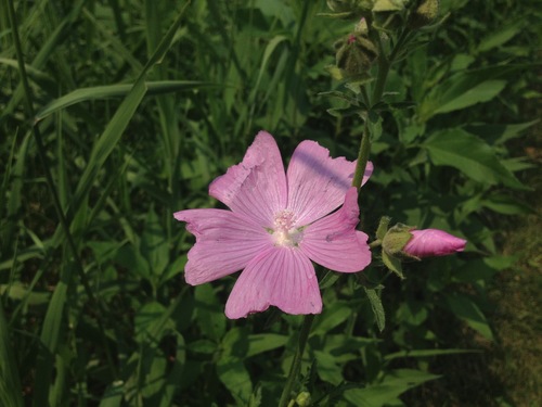 Malva moschata — flower photograph