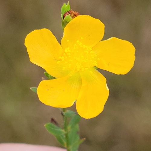 Hypericum denticulatum — flower photograph