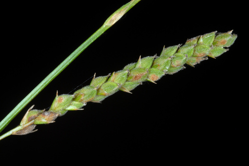 Carex virescens photograph