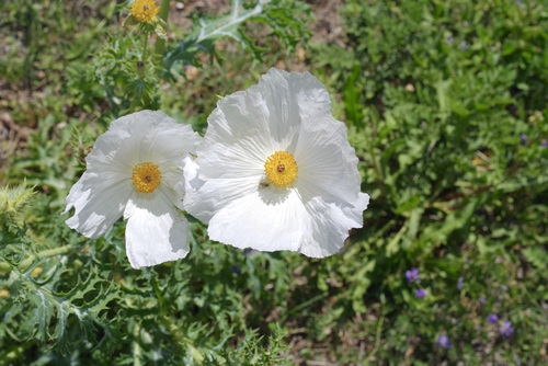 Argemone albiflora — flower photograph