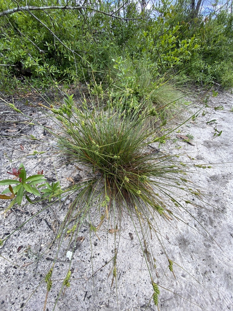 Carex tenax — whole photograph