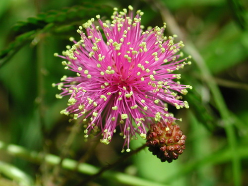 Mimosa microphylla — flower photograph